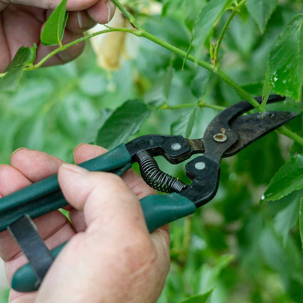 Tăiere precisă a plantelor