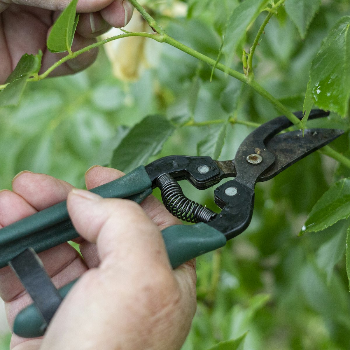 Tăiere precisă a plantelor